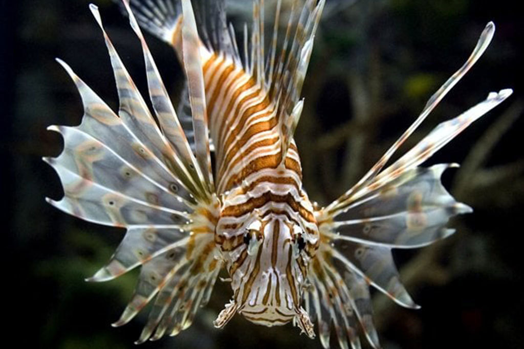 The Shark Reef Aquarium at Mandalay Bay hotel and casino in Las