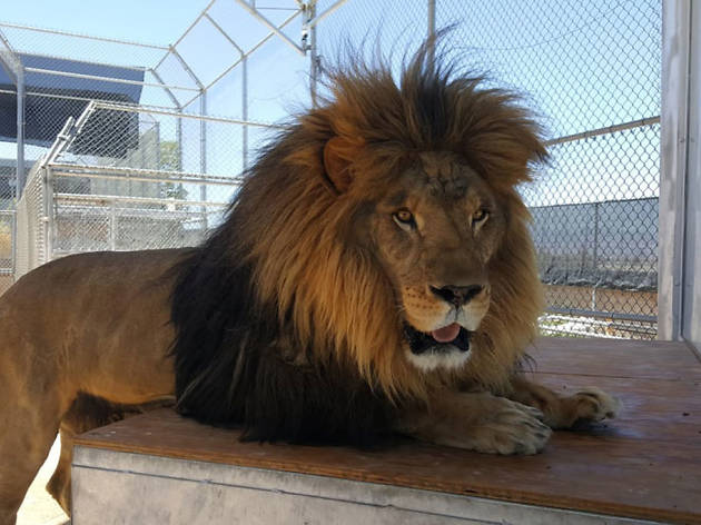 Lion Habitat Ranch Lion Habitat Ranch