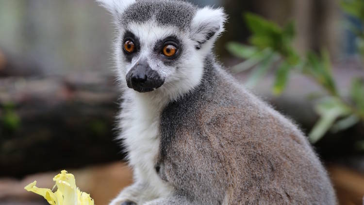 3. Watch the sunbathing lemurs