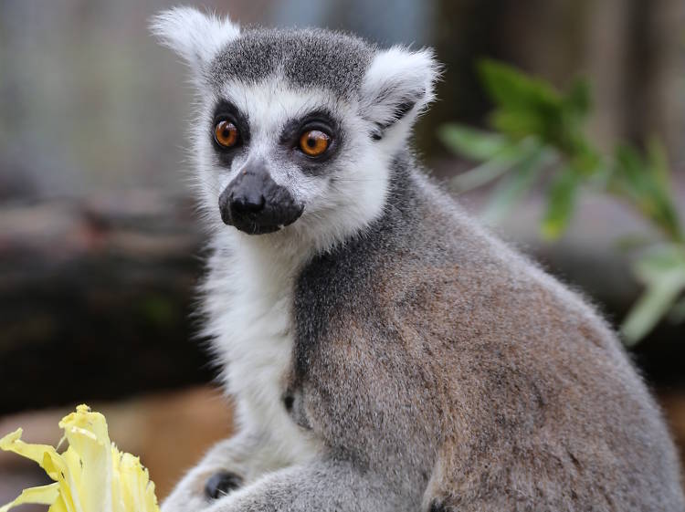 3. Watch the sunbathing lemurs