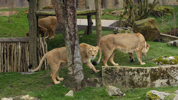 4. Walk among the lions