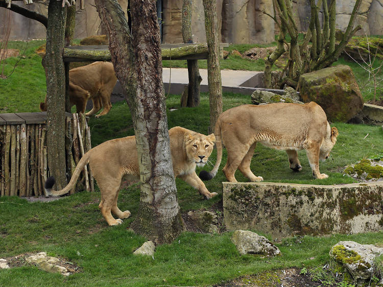 4. Walk among the lions