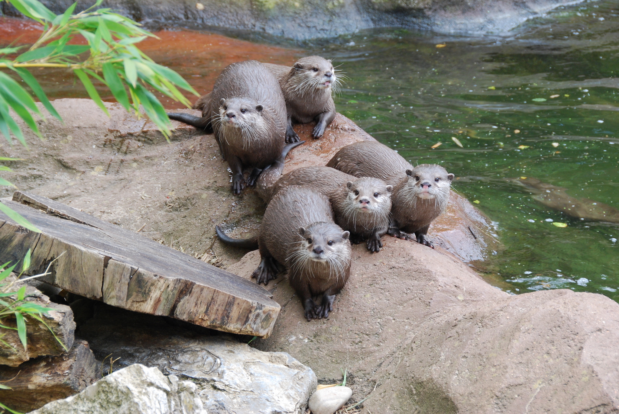 Zoos and outdoor attractions set to reopen on Monday June 15