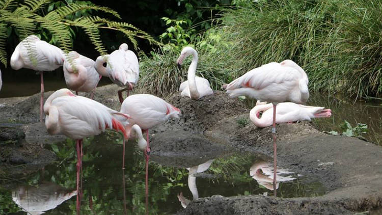 Zoo de Lourosa - Flamingos