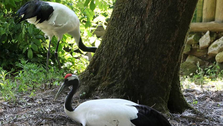 Zoo de Lourosa - Grou Japonês