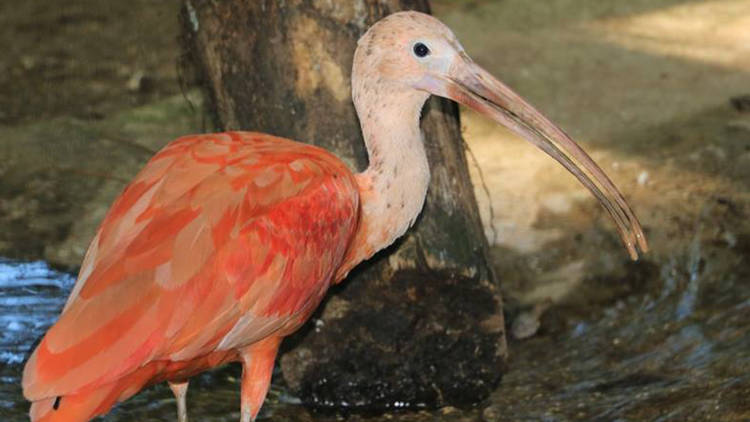 Zoo de Lourosa - Ibis Escarlate