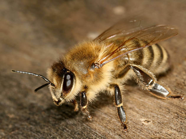 Abeja Abeja