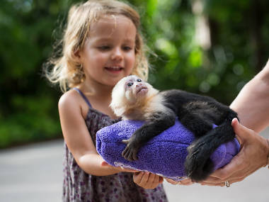 Jungle Island Jungle Island