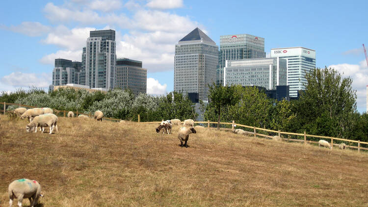 Mudchute Park and Farm