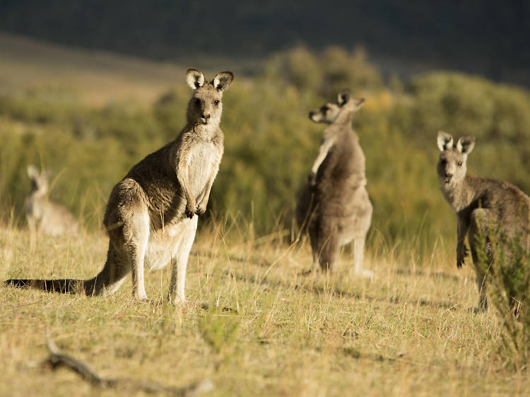 Tidbinbilla Nature Reserve, ACT