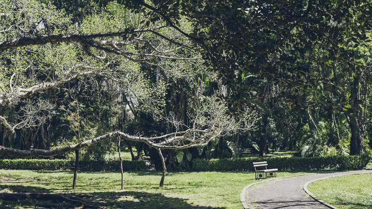 Jardim Botânico tropical de belém