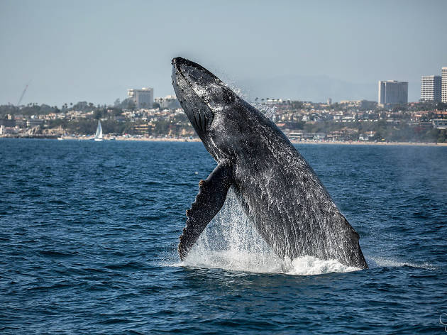 Where to go whale watching in Los Angeles and Orange County