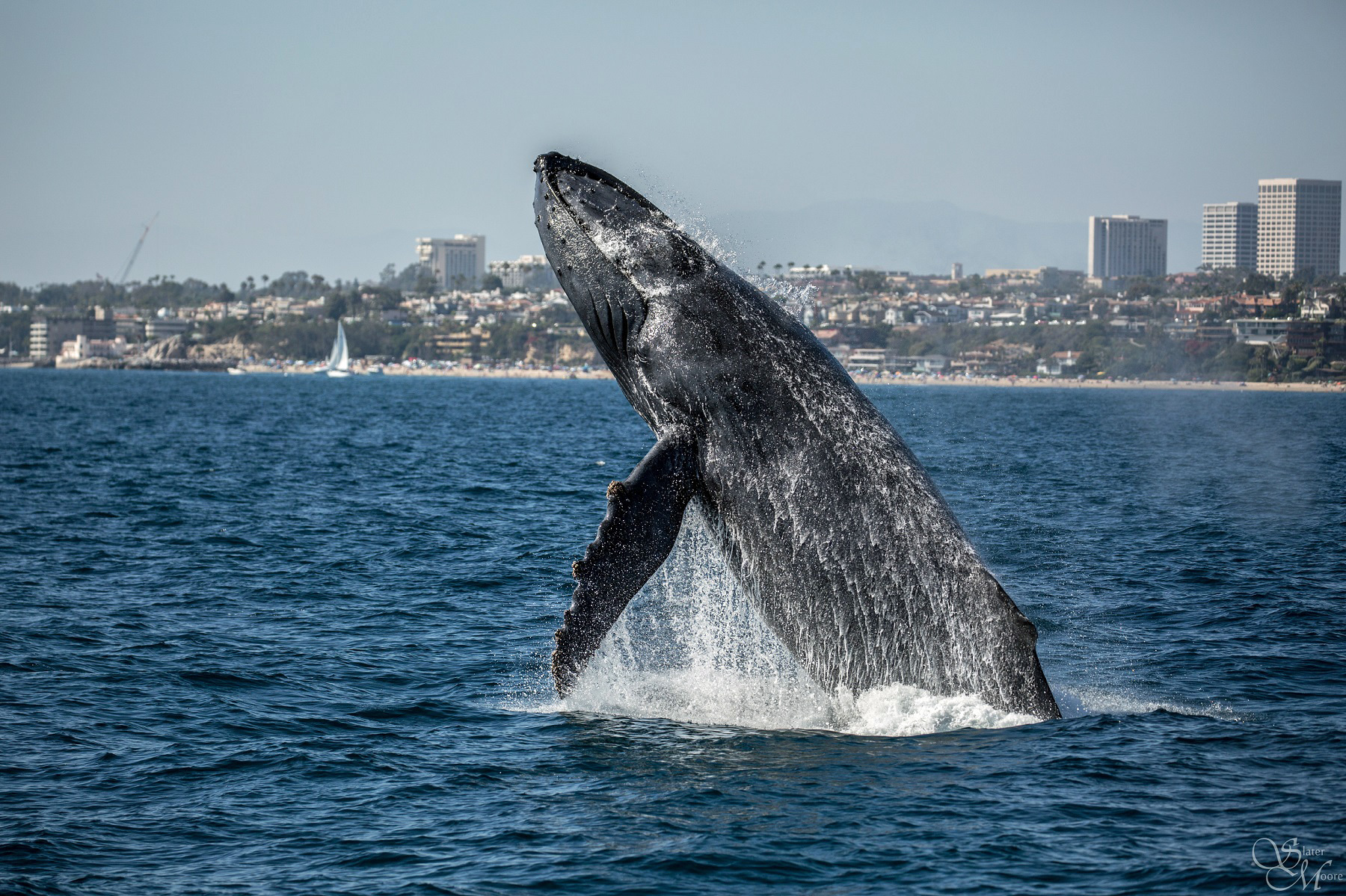 Whale and Wildlife Cruises, Dolphins, Gray Whales