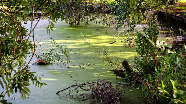 Beddington Park, Sutton