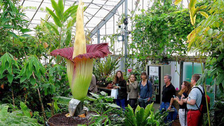 The "corpse flower" in Edinburgh's botanic garden