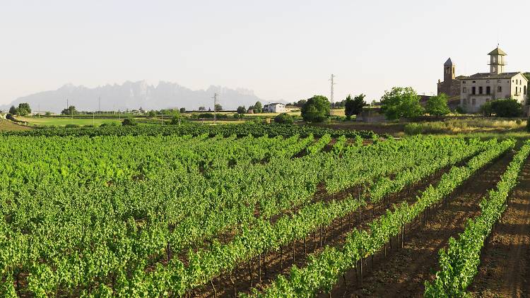 Vinyes DO Pla de Bages