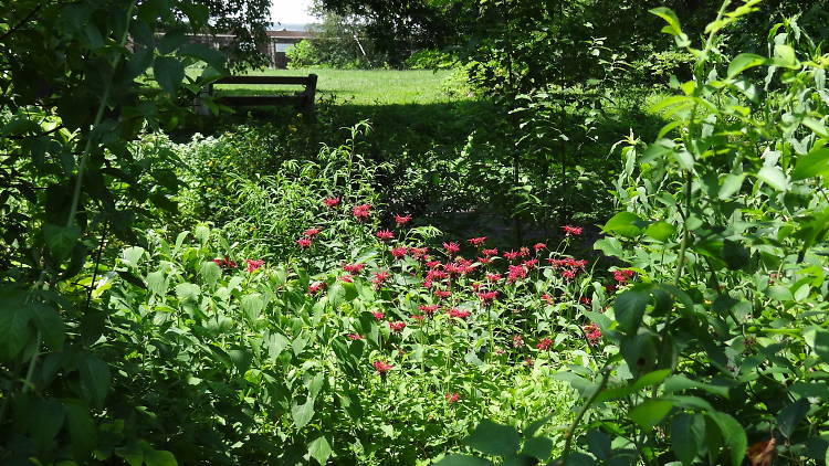 bartrams garden