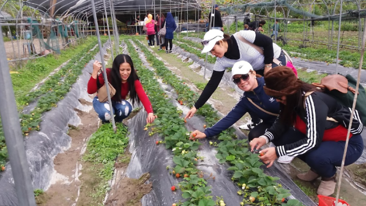 Rainbow Organic Strawberry Farm 