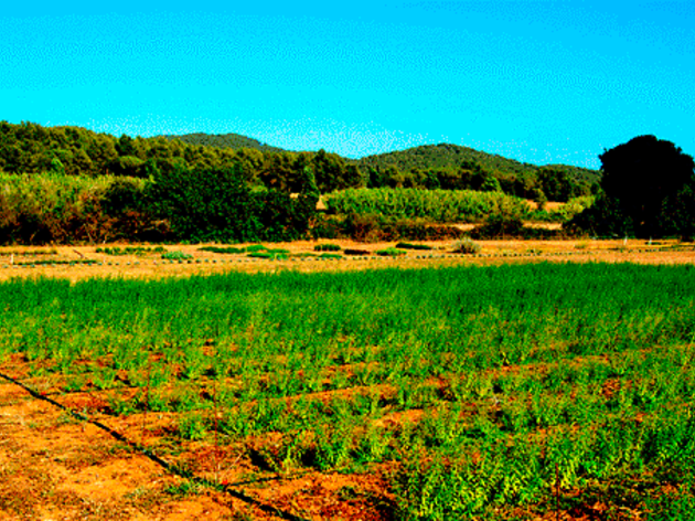 El Parc de les Olors del Surolí El Parc de les Olors del Surolí