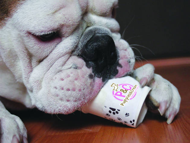 Puppies & Cream Puppies & Cream