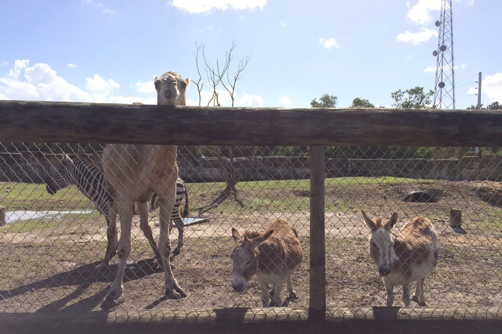 Everglades Outpost Wildlife Rescue | Things to do in Miami, Miami