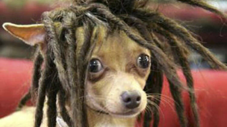 Doggy dreads