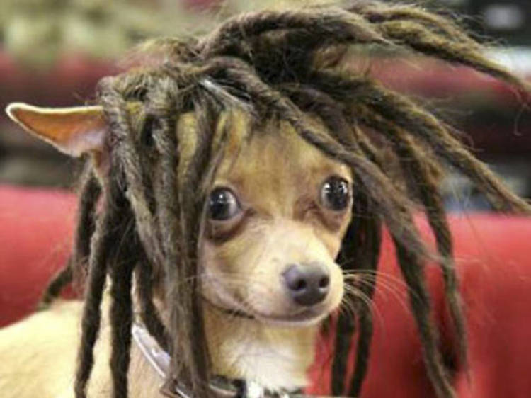 Doggy dreads