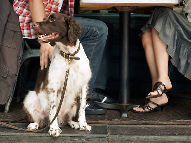 Restaurantes para mascotas pet friendly Restaurantes pet friendly en la CDMX
