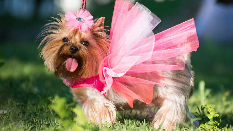 National Dog Day Celebrations