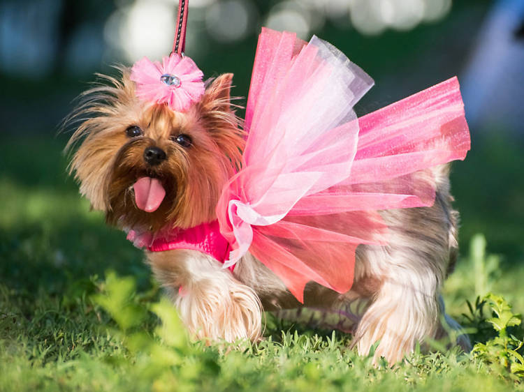 National Dog Day Celebrations