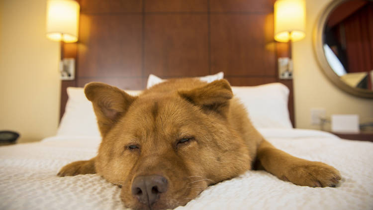 Hotel perro dogfriendly