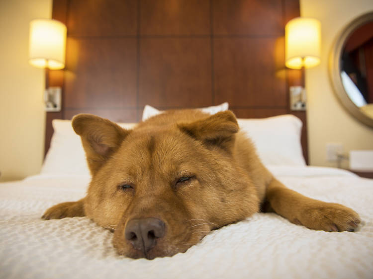 Hotel perro dogfriendly