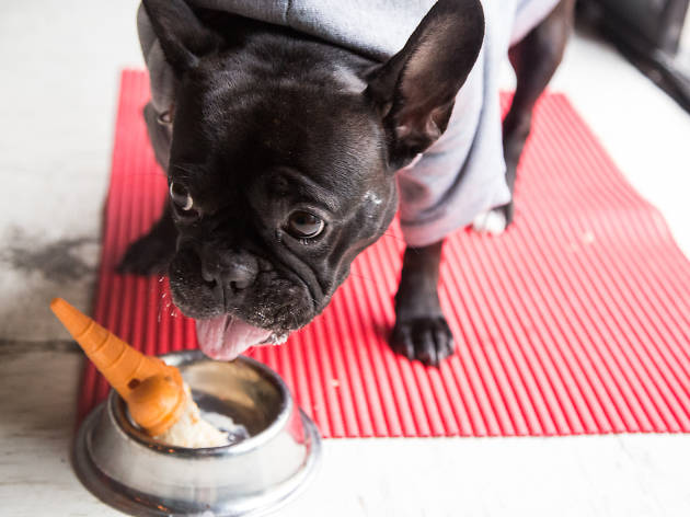 Helados para perros Helados para perros