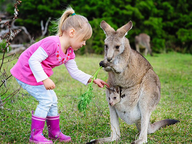 GanGaroo Australian Park