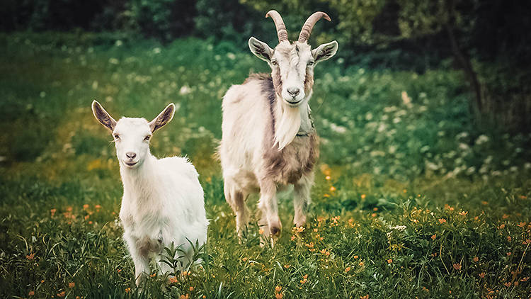 Chai Hands On Goat Farm and Moshav Tour
