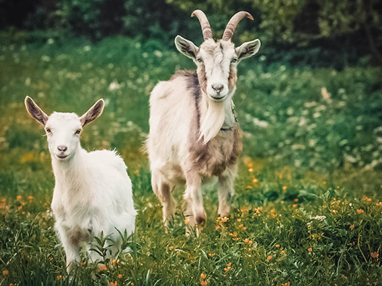 Chai Hands On Goat Farm and Moshav Tour