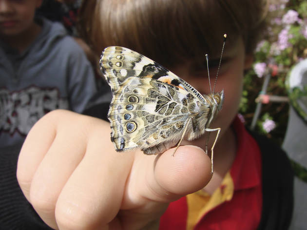 borboletário, muhnac