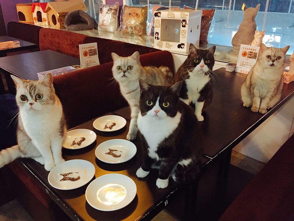 Hong Kong s Best Pet Caf s Hong Kong s Best Pet Caf s
