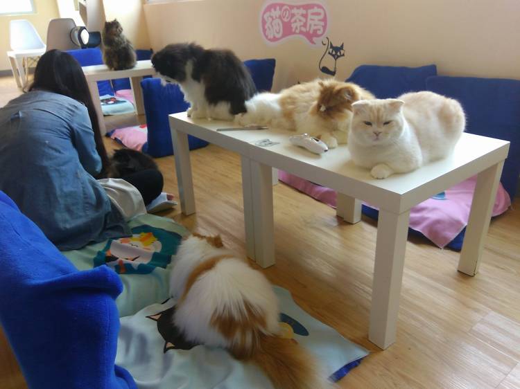 The Cats Tearoom