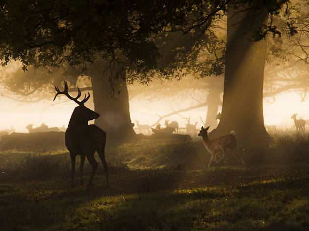 Richmond Park
