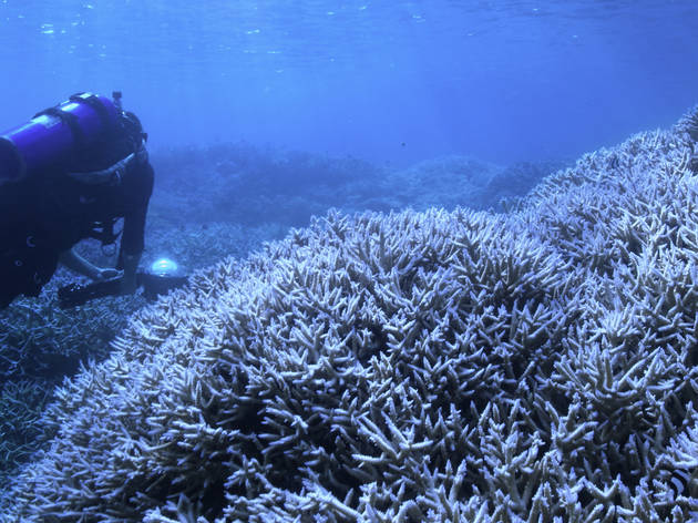 Chasing Coral Chasing Coral