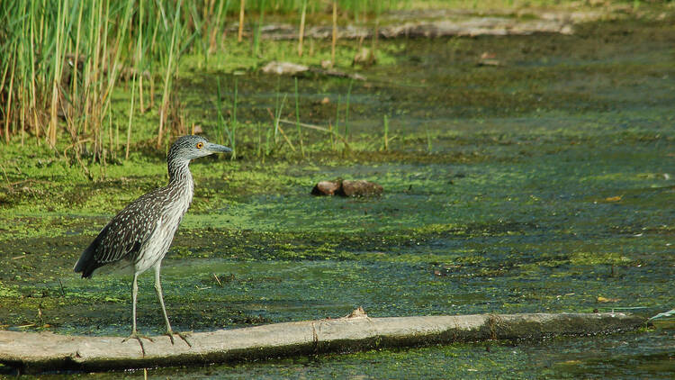 Birdwatch at Jamaica Bay Wildlife Refuge