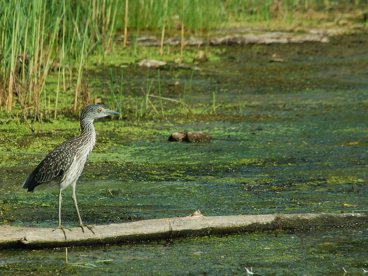 Birdwatch at Jamaica Bay Wildlife Refuge