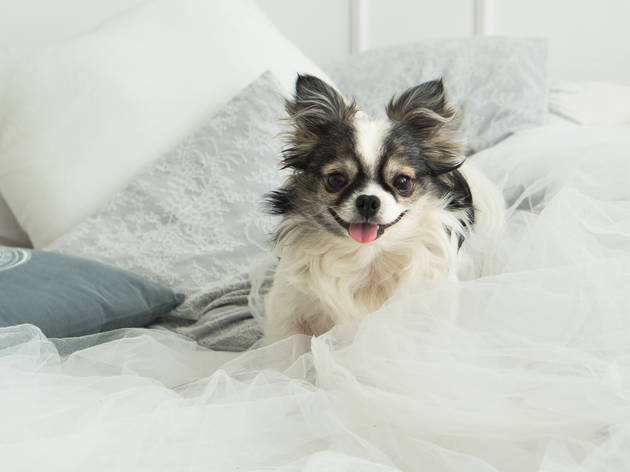 Hoteles pet friendly en la Ciudad de México Hoteles pet friendly en la Ciudad de México