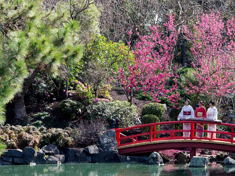 Sydney Cherry Blossom Festival 