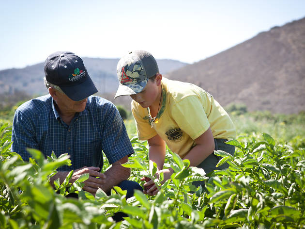 Family Friendly Farms Where You Can Pick Your Own Fruit Near L A