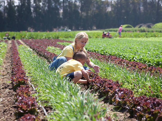 Family Friendly Farms Where You Can Pick Your Own Fruit In L A