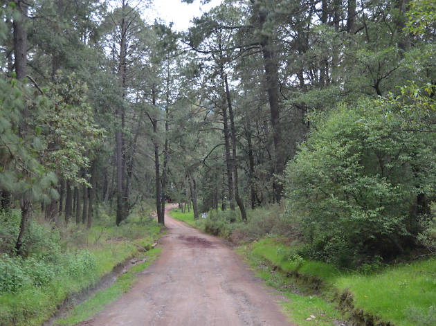 Bosque Tierra Canteada santuario de las luciérnagas Title Bosque Tierra Canteada santuario de las luciérnagas