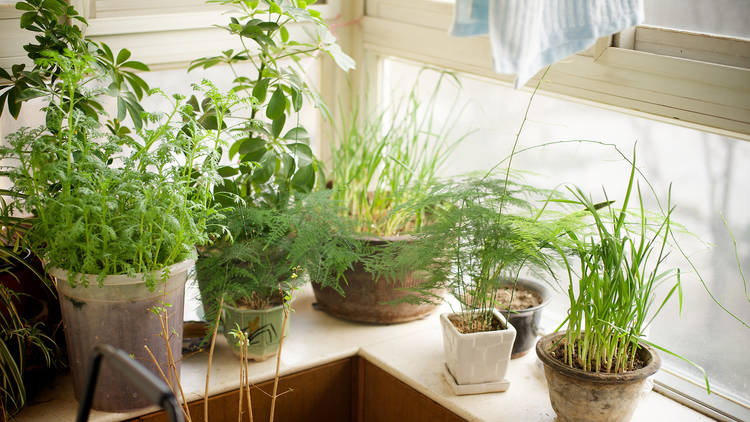 Apartment garden