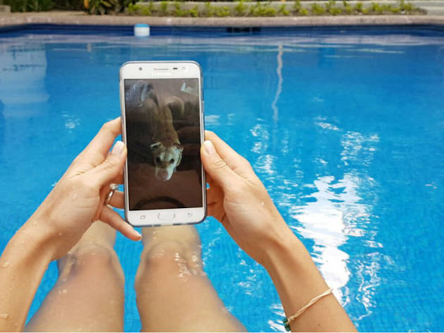Host a Pet Host a Pet plataforma digital